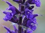 salvia