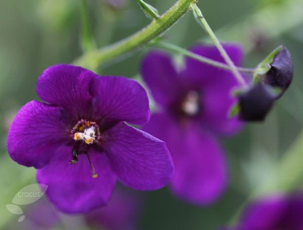Verbascum phoeniceum Violetta