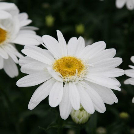 Picture of Leucanthemum × superbum T.E. Killin