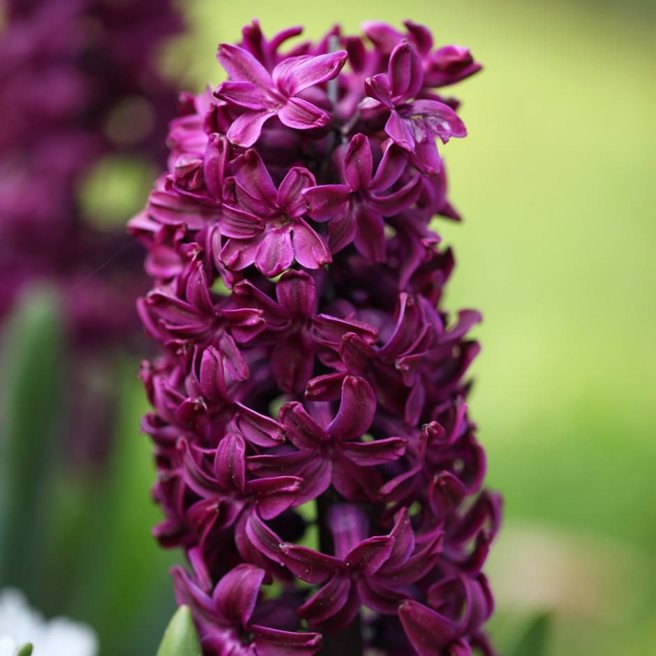 Buy garden hyacinth bulbs Hyacinthus orientalis Woodstock
