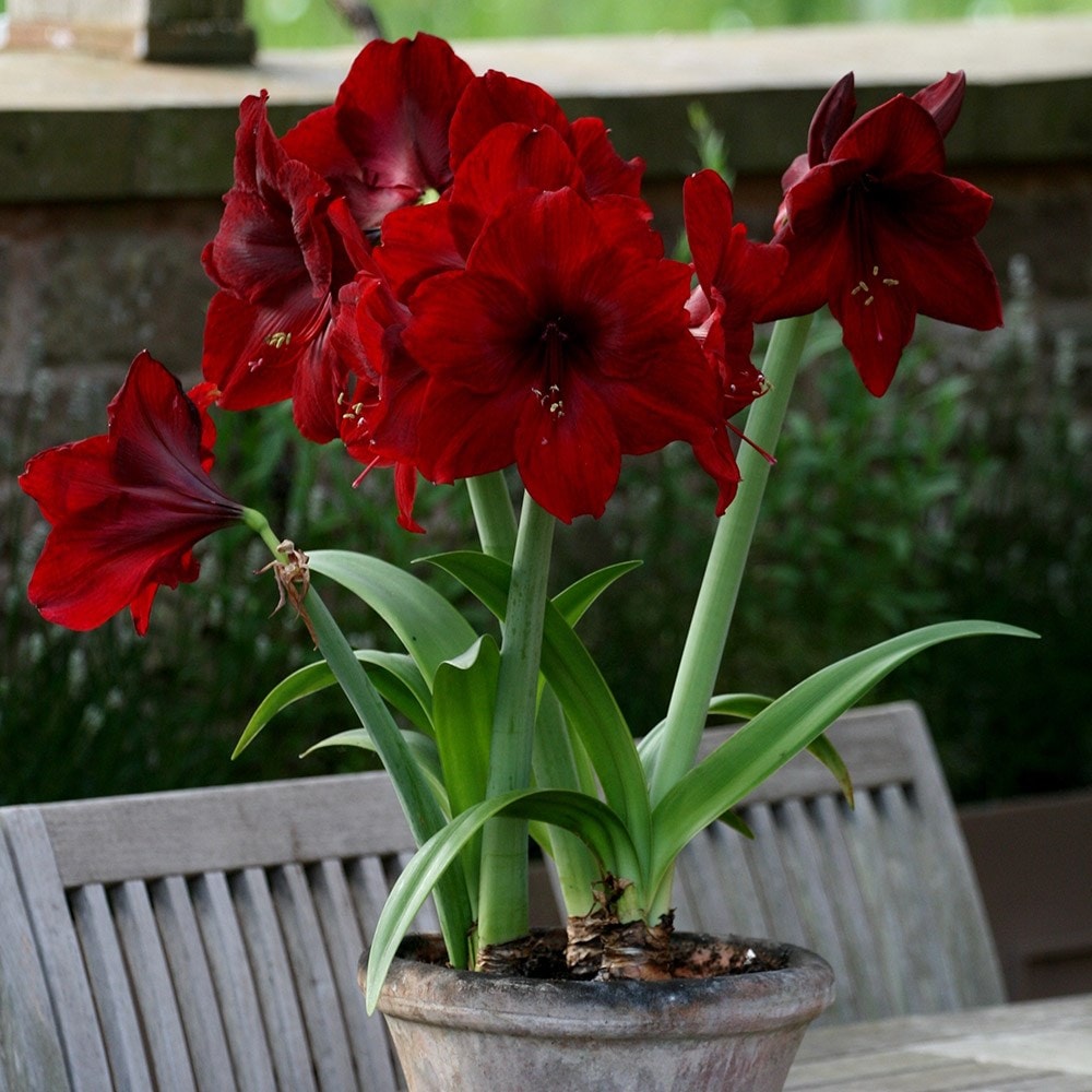 Product options image