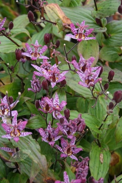 buy toad lily tricyrtis formosana dark beauty delivery buy toad lily tricyrtis formosana dark beauty delivery
