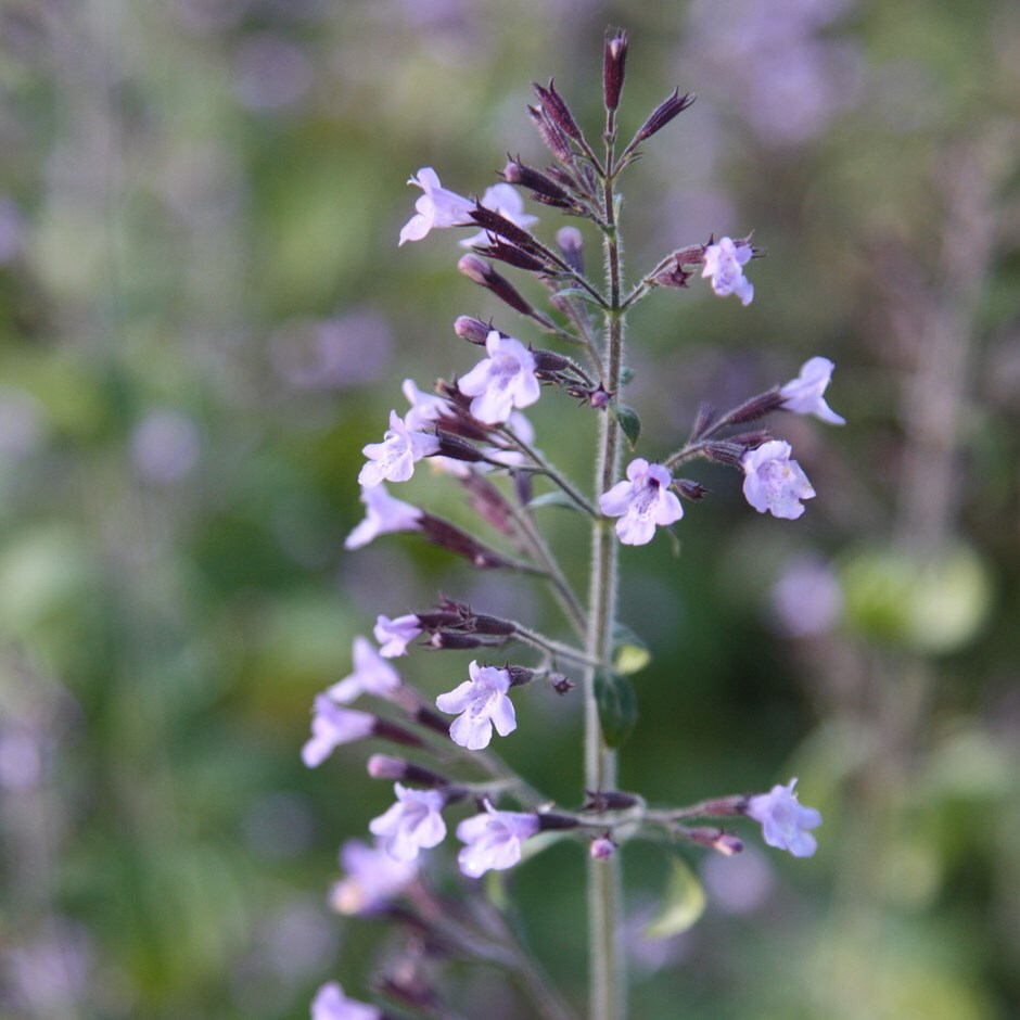 <I>Calamintha nepeta</i> subsp. <i>nepeta</i> 'Blue Cloud'