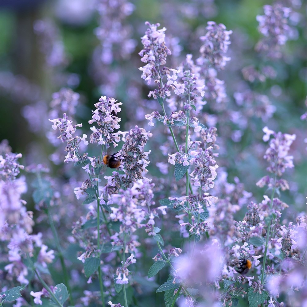 <I>Calamintha nepeta</i> subsp. <i>nepeta</i> 'Blue Cloud'