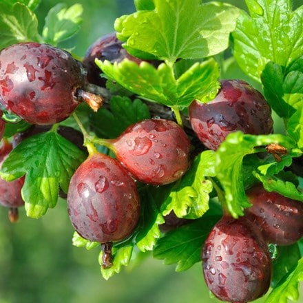 gooseberry 'Hinnonmäki Röd'