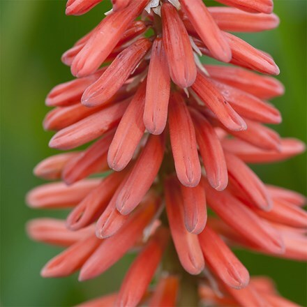 Kniphofia Nancy's Red