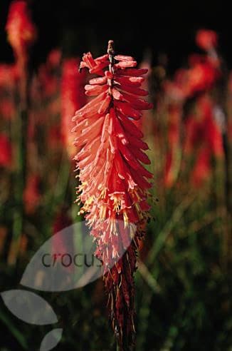 Kniphofia Nancy's Red