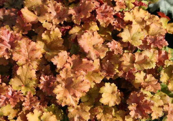 Heuchera Marmalade (PBR)