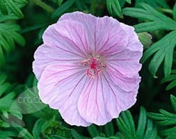 striped bloody cranesbill