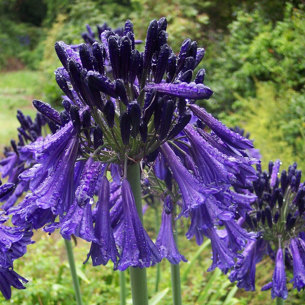 Product options image