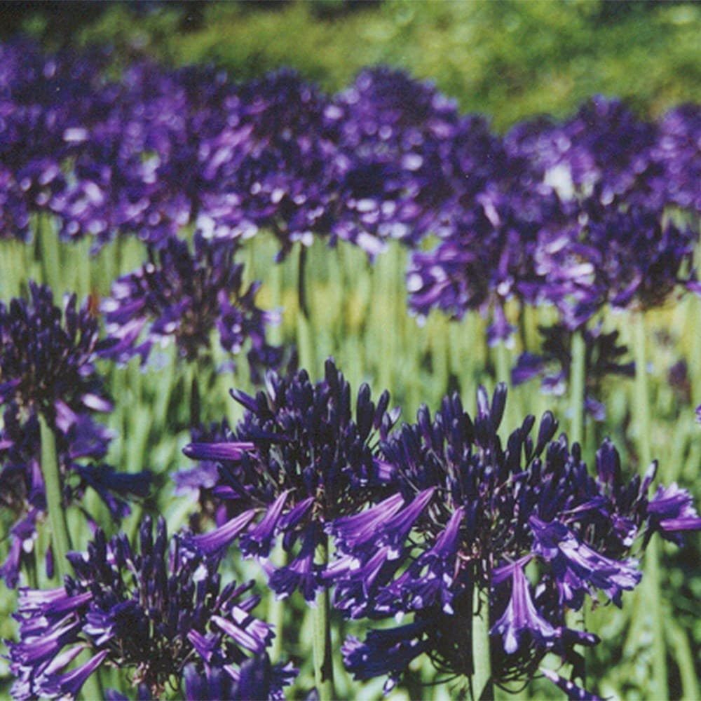 <i>Agapanthus</i> 'Black Pantha' (PBR)