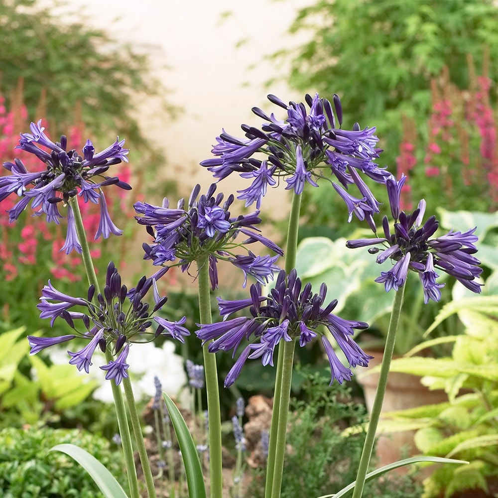 <i>Agapanthus</i> 'Black Pantha' (PBR)