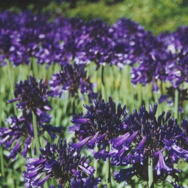 Agapanthus Black Pantha (PBR)