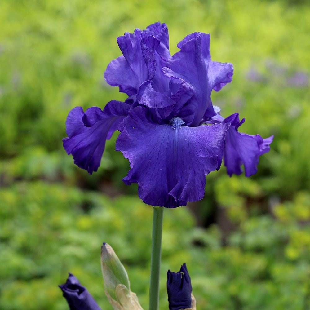 Product options image