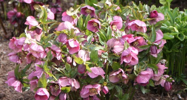 buy hellebore collection helleborus collection of six buy hellebore collection helleborus collection of six