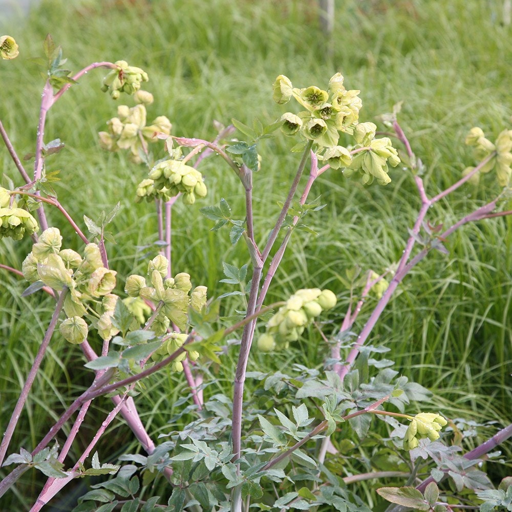 <i>Mathiasella bupleuroides</i> 'Green Dream'