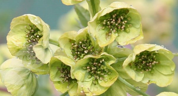<i>Mathiasella bupleuroides</i> 'Green Dream'