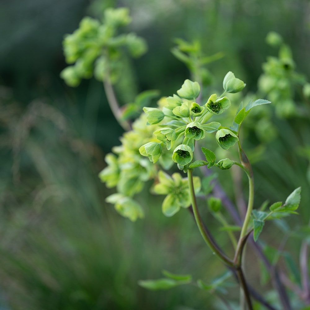 <i>Mathiasella bupleuroides</i> 'Green Dream'