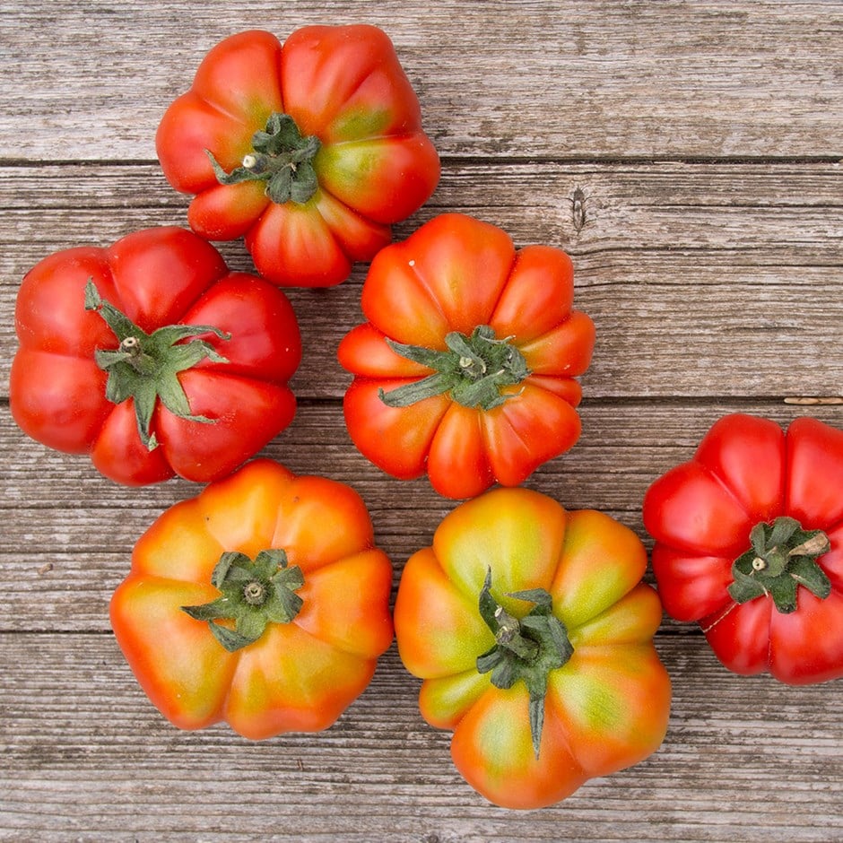 beefsteak tomato or Solanum lycopersicum 'Costoluto Fiorentino'
