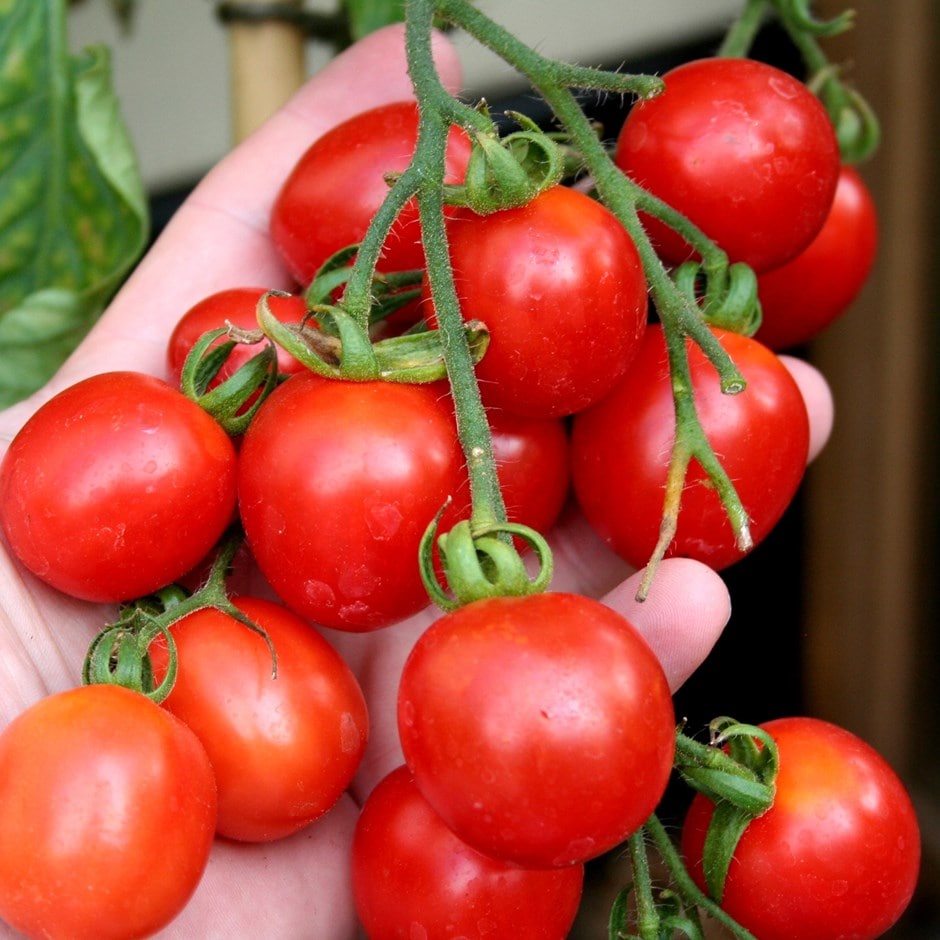 plum tomato or Solanum lycopersicum 'Principle Borghese'
