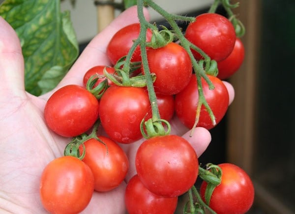 tomato (plum) 'Principe Borghese'