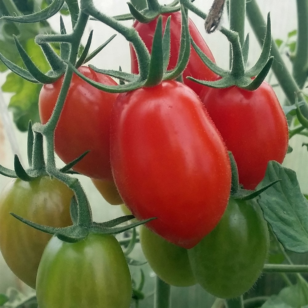 Product options image