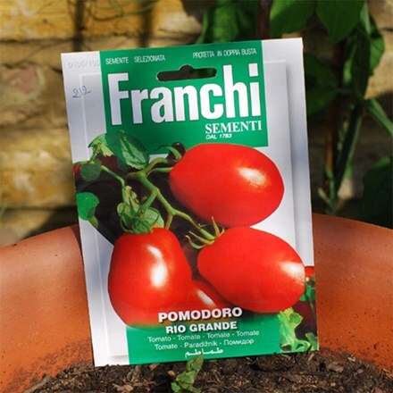 tomato Rio Grande