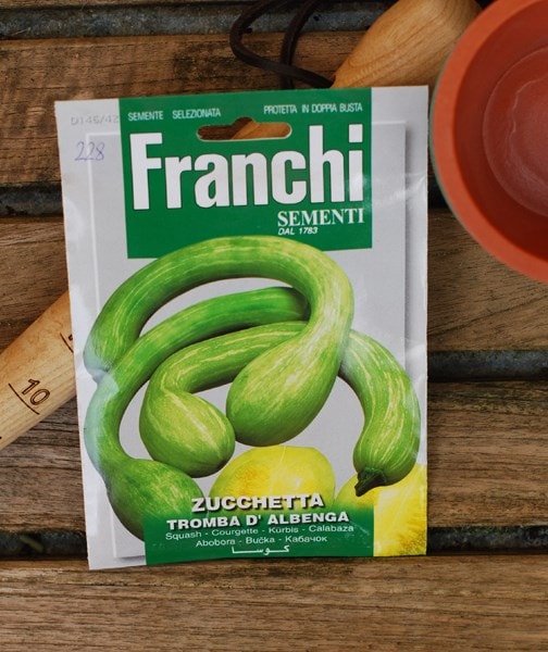 squash Tromba of Albenga