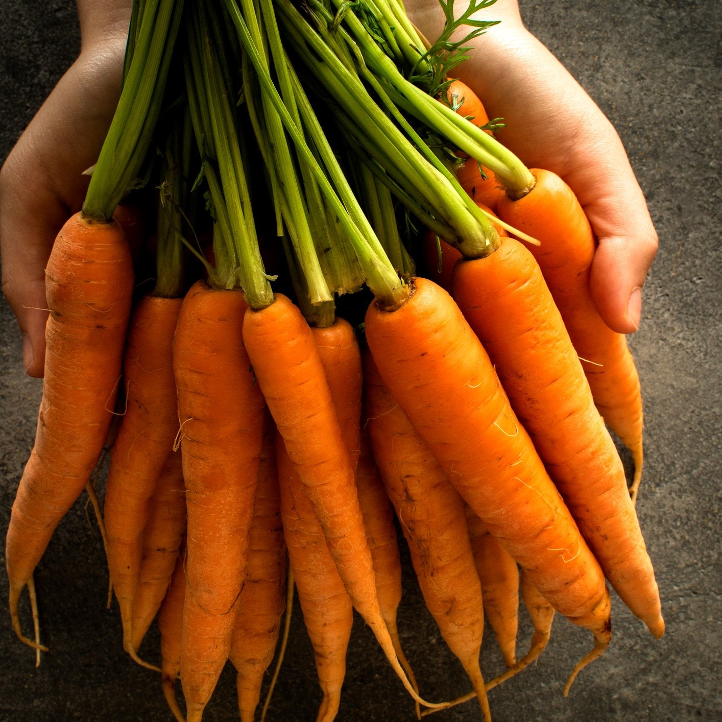 carrot or Daucus carota 'Nantese of Venice'