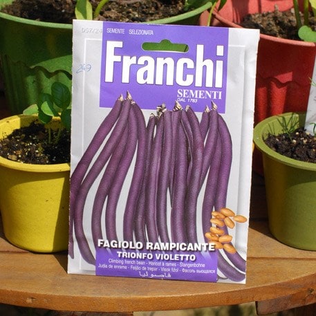 bean (climbing French) Trionfo Violetto