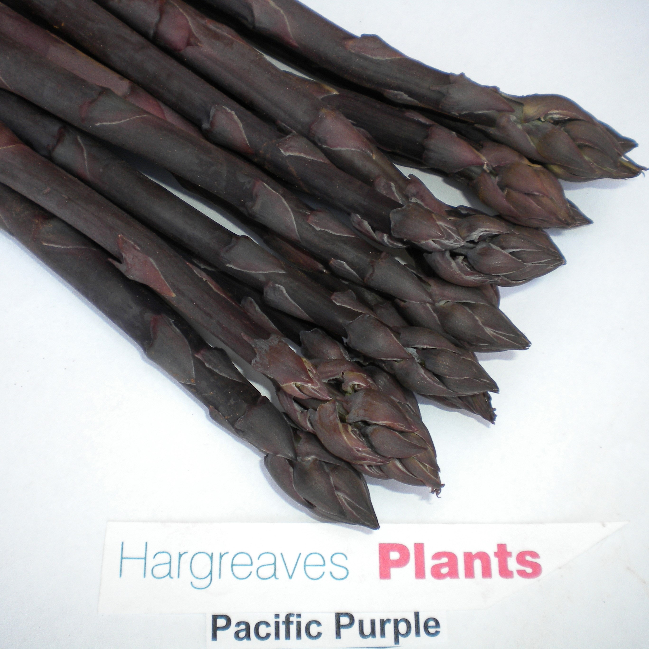 asparagus Pacific Purple crowns