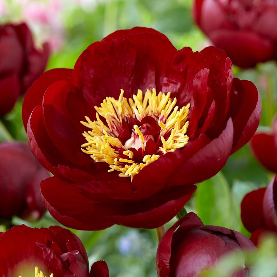 <i>Paeonia</i> 'Buckeye Belle'