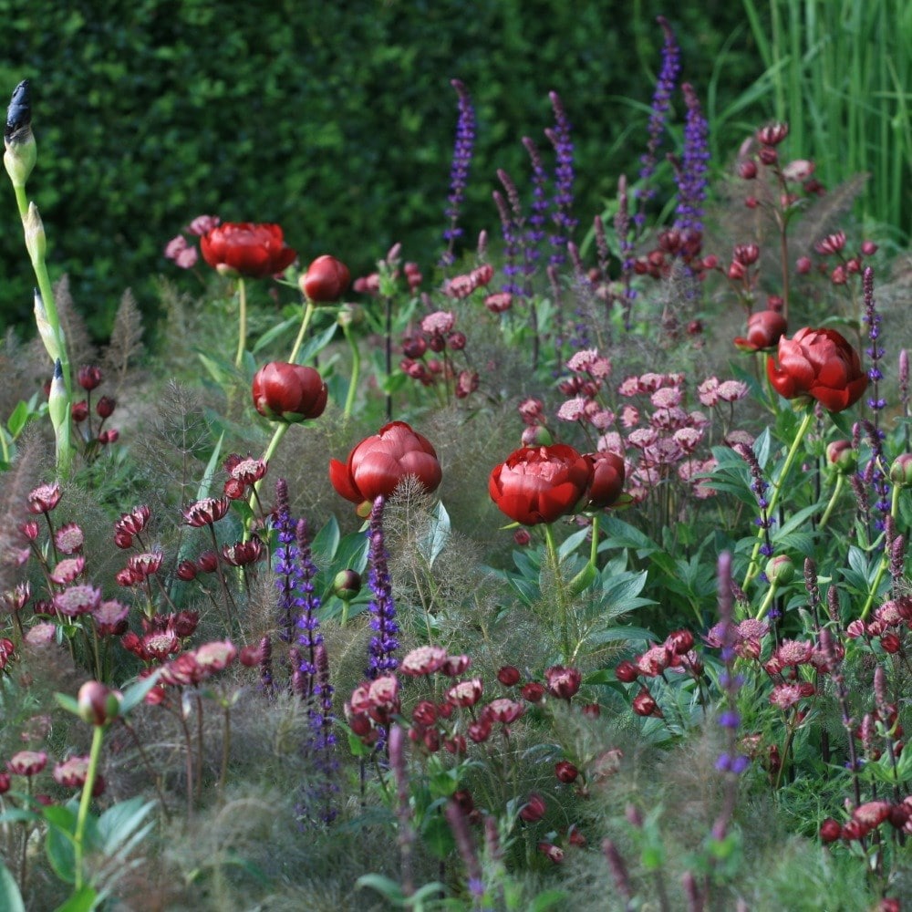 <i>Paeonia</i> 'Buckeye Belle'