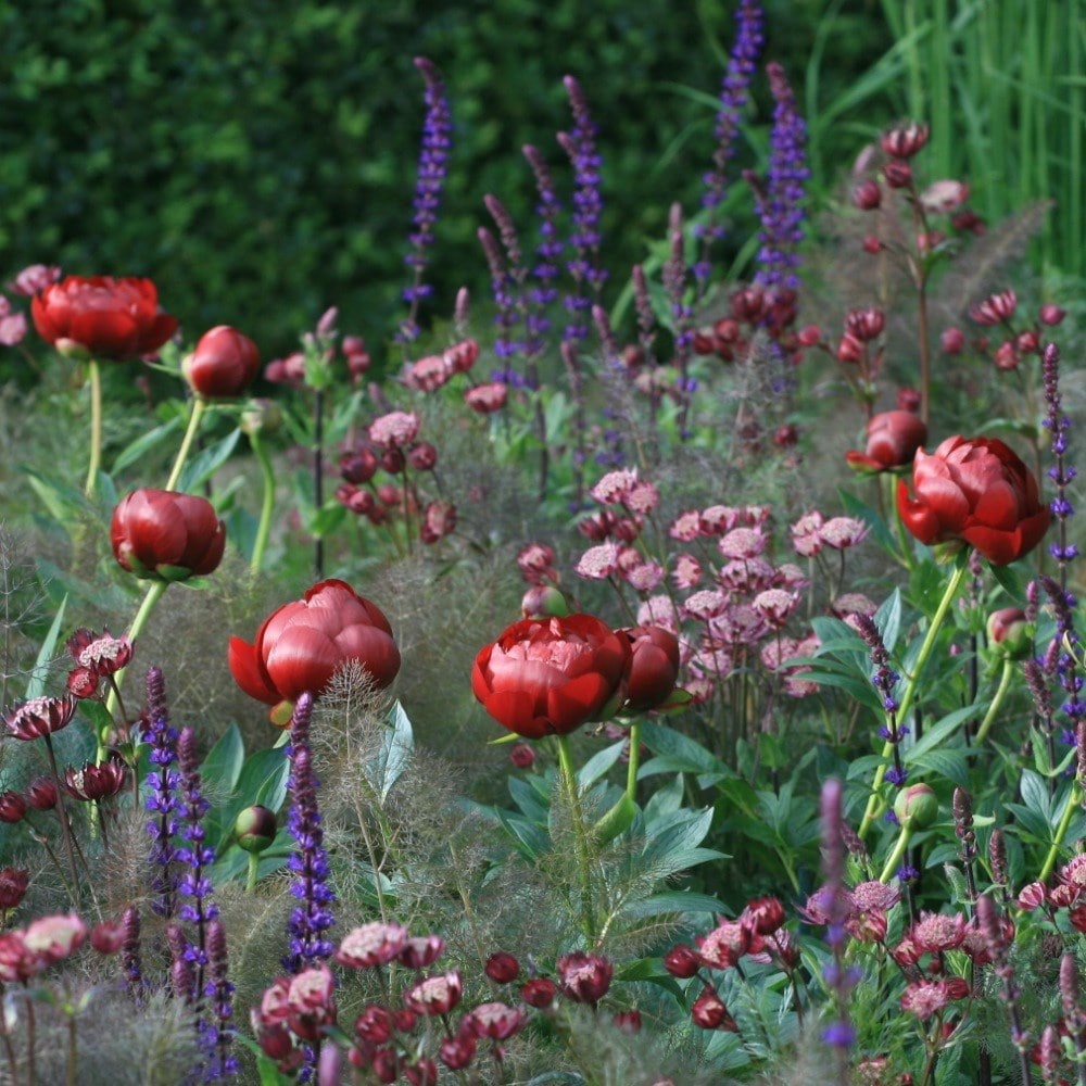 <i>Paeonia</i> 'Buckeye Belle'