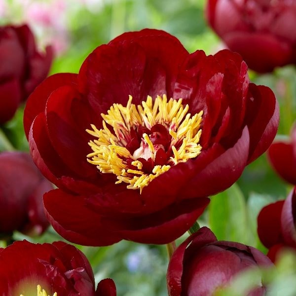 Paeonia Buckeye Belle