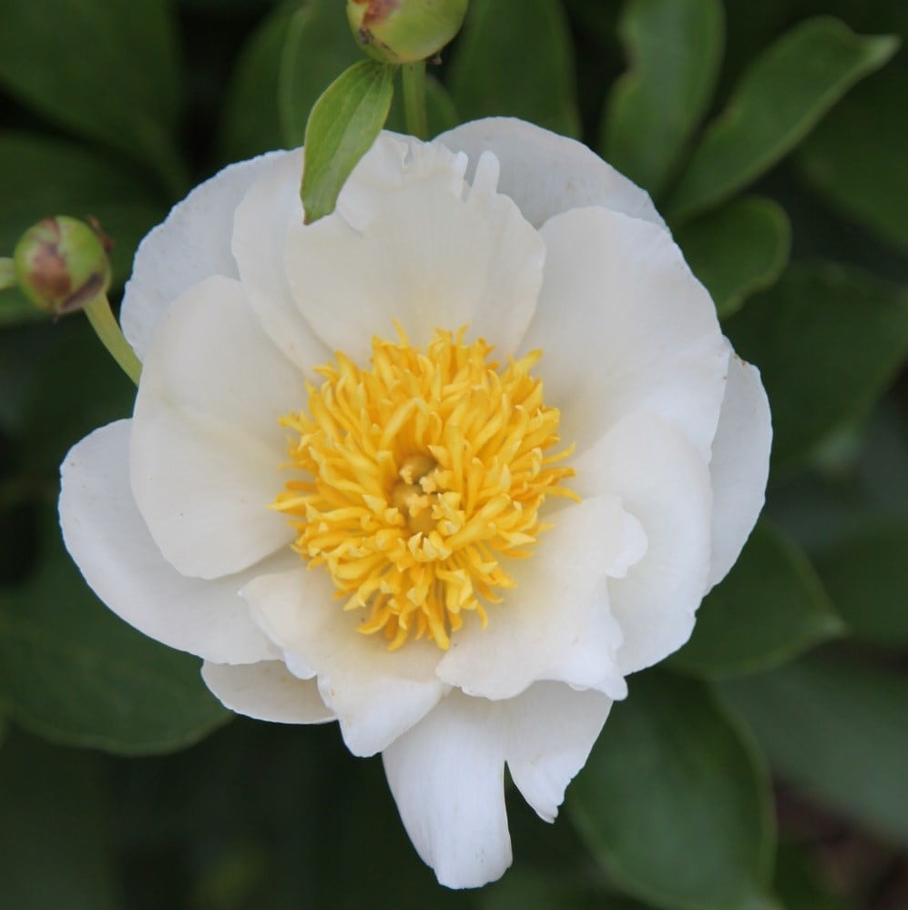 <i>Paeonia lactiflora</i> 'Jan van Leeuwen'