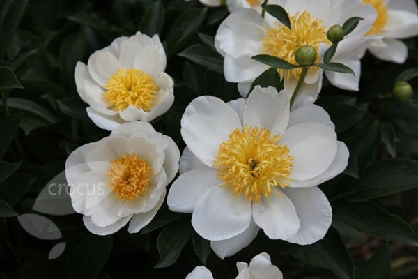 Paeonia lactiflora Jan van Leeuwen