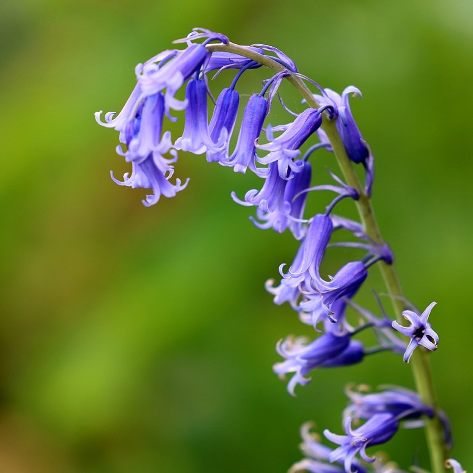 Blue flower bulbs