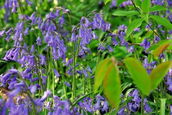 Hyacinthoides non-scripta