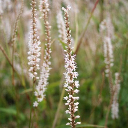 Bistorta amplexicaulis Alba