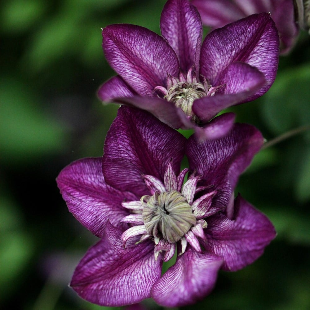 <i>Clematis</i> <b class=small-caps>Cassis</b> ('Evipo020') (PBR)