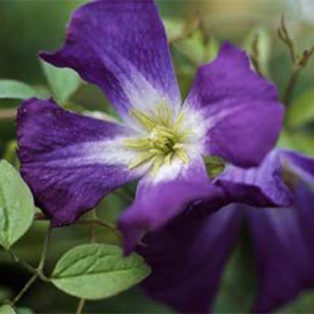 <i>Clematis</i> 'Little Bas'