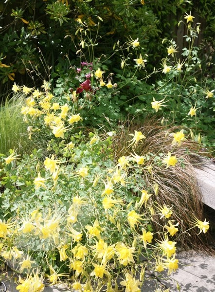 <i>Aquilegia chrysantha</i> 'Yellow Queen'
