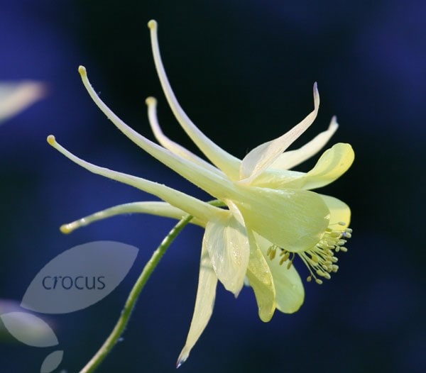 Aquilegia chrysantha Yellow Queen