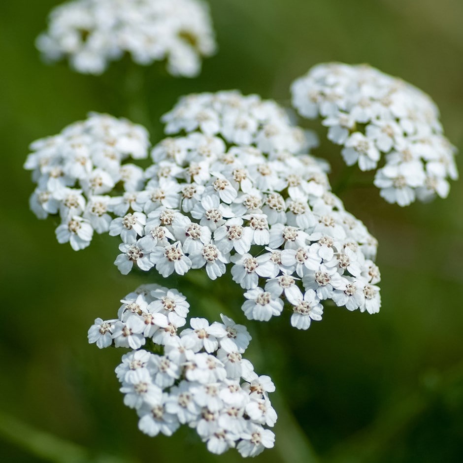 Buy common yarrow Achillea millefolium