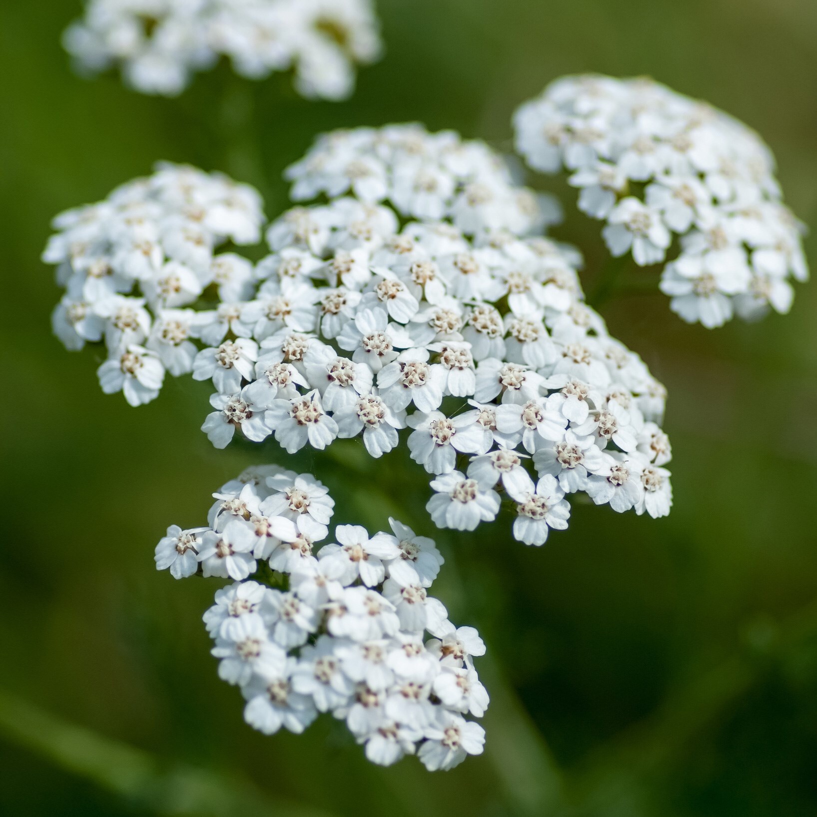 common yarrow