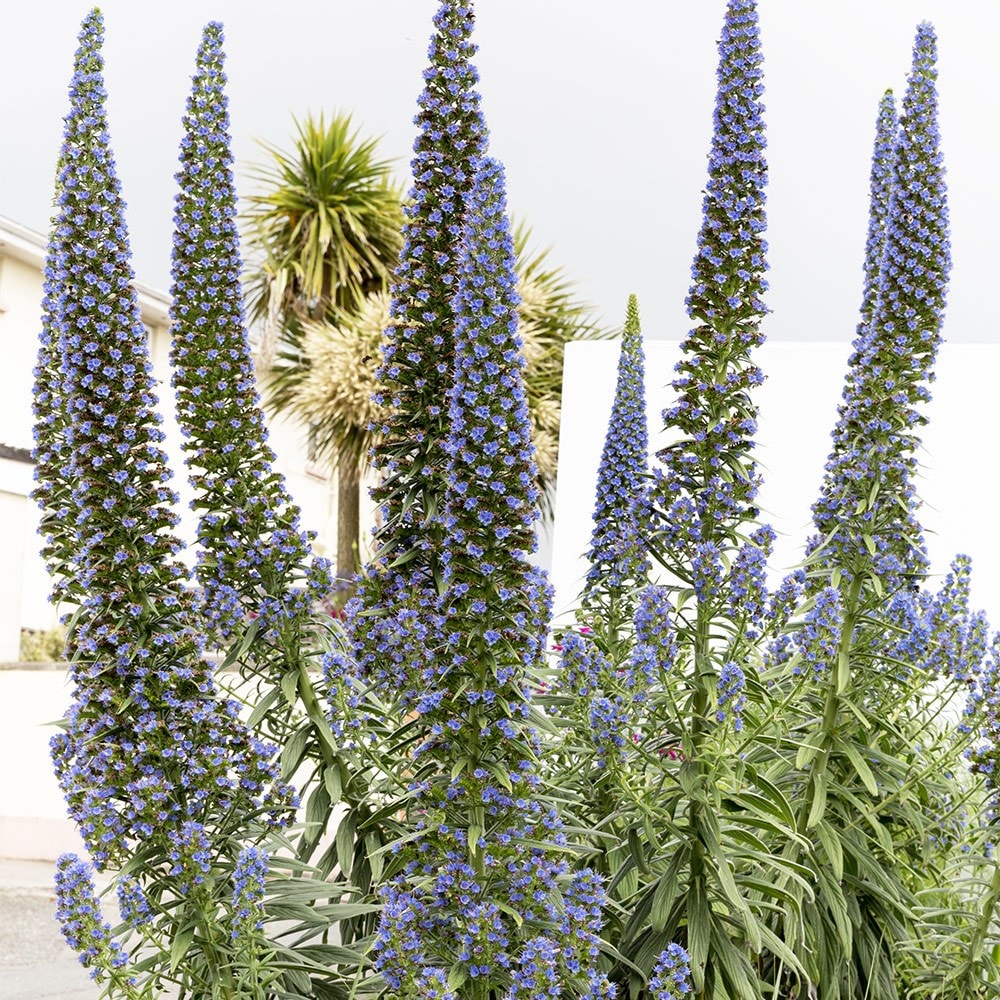 <i>Echium pininana</i> 