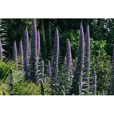 Echium pininana