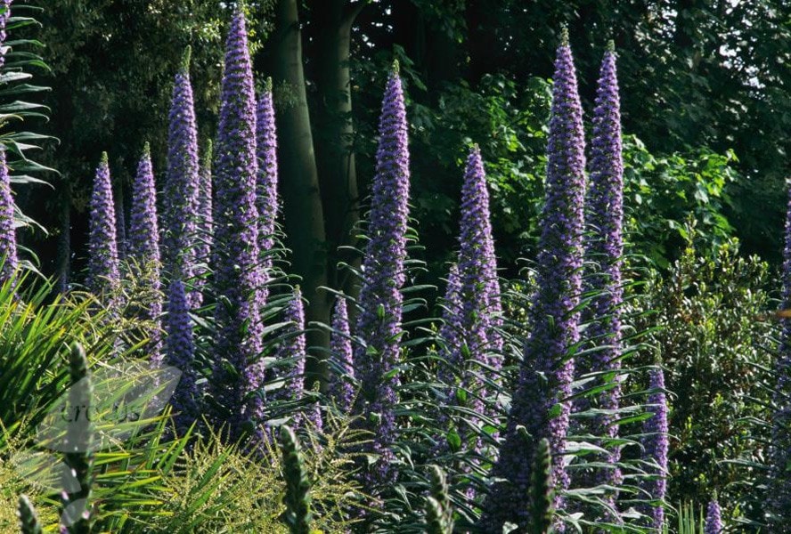 tower of jewels, giant viper's bugloss