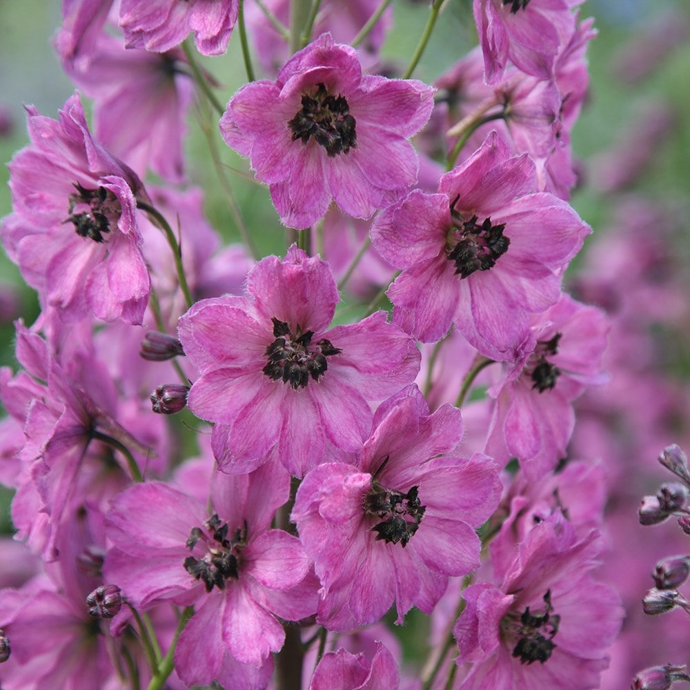 <i>Delphinium</i> 'Rosemary Brock'